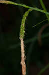 Hanging sedge